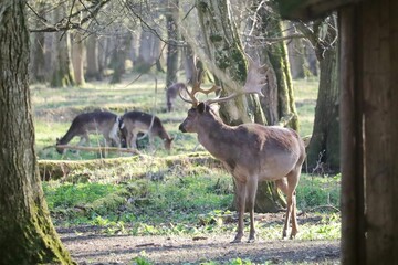 Deers in the forest in Germany