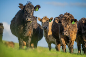Angus Cow and Steer in Australia.