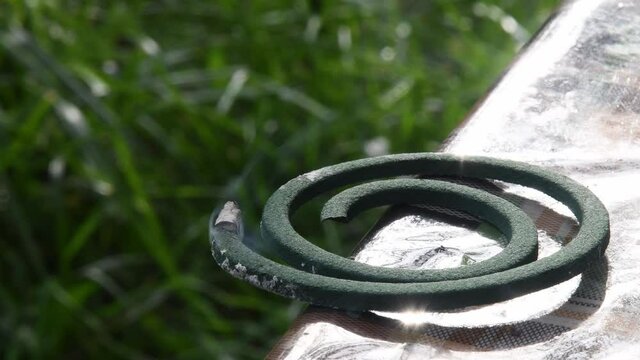 Pest insect repellent incense. Mosquito coil smoldering with gray smoke from ash on green spiral
