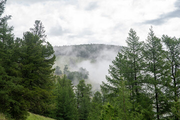 fog over mountain's forest