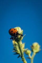 ladybug and ant communicate at the top of the summer plant against the blue sky
