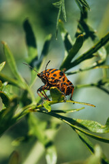 italian predatory red bug with black stripes sits on a green plant in summer