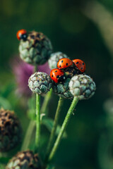 a group of ladybirds sitting on top of a plant in the summer sun