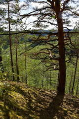 Fototapeta premium Pine forest on the slopes of Mount Vakutin stone.