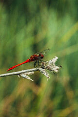 large insect summer dragonfly sits on a branch on a neutral background