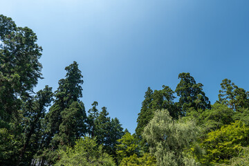 平泉　夏の中尊寺の境内の風景