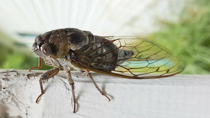 fly on the wall