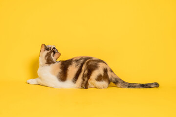 Cat sleeping on a yellow background. it's looking up above.