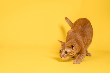 Orange Thai cat is crouching and looking at something. The cat is crouching when it sees its prey.