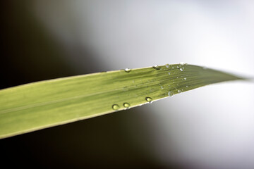 water drops on a leaf, nacka, sweden, stockholm