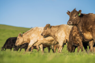 Angus Cow and Steer in Australia.