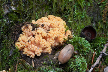 Inedible mushroom Ramaria fagetorum in beech forest. Wild coral mushroom growing in the moss.