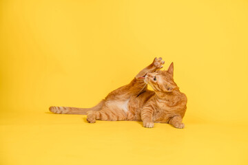 Red Thai cat licking clean. Cat licking legs - obrazy, fototapety, plakaty