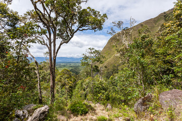 Fototapeta na wymiar Fantastic green tropical jungle, rainforest in Indonesia, Papua New Guinea
