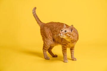 Cute Thai cat looking at toys in the studio. Cat standing for a photo.