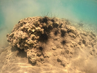  Underwater world of Mediterranean Sea. Near Marmaris, Turkey