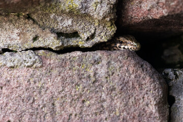 Mauereidechse in ihrem Versteck