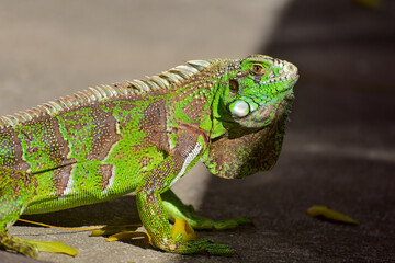 green iguana 