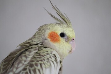 close up of a parrot