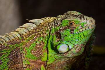 green iguana close-up on the ground
