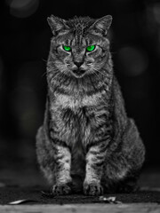 green eyes cat