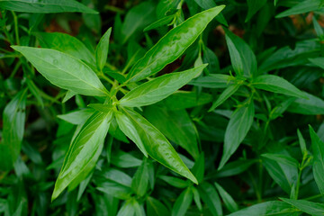 Kariyat or Andrographis paniculata Thai herbal medicine herbs organic plant leaves