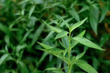 Kariyat or Andrographis paniculata Thai herbal medicine herbs organic plant leaves