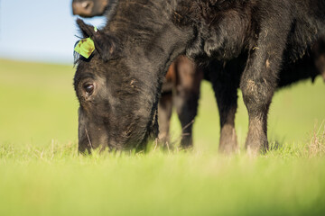 Angus Cow and Steer in Australia.