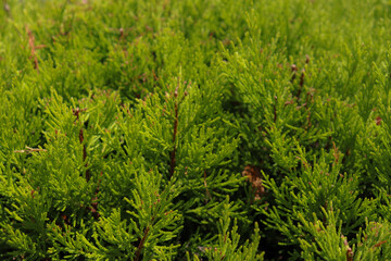 green grass background