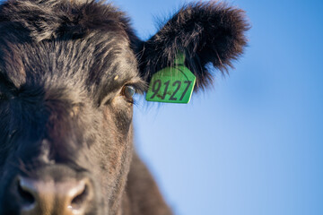 Cows and calf eye close up, in Australia and Brazil.