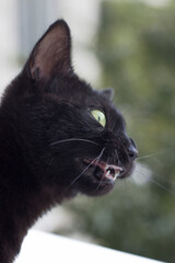 Black cat head. Haunting mewing cat. 