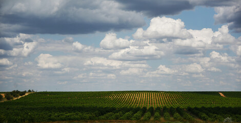 Fototapeta na wymiar A vineyard stretching to the horizon against the background of a cloudy sky