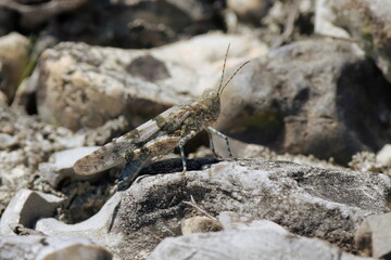 criquet oedipode turquoise camouflé dans les pierres