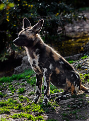 Young african hunting dog. Latin name - Lycaon pictus	