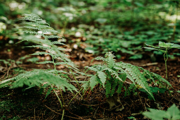 A small fern bush in the forest. Summer forest. Selective focus, natural background