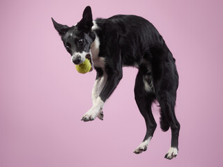 Funny active dog jumping with disk. Border Collie flying on color background