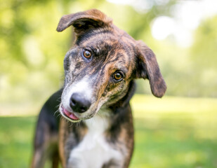 A brindle and white mixed breed dog with floppy ears, looking at the camera with a head tilt