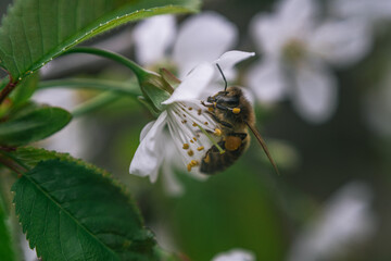 Bee collects nectar on white flower of fruit tree. Snow-white petals, pistils, stamens. Blooming plants in April, May or June.