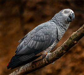 African grey parrot on the branch. Latin name - Psittacus erithacus	