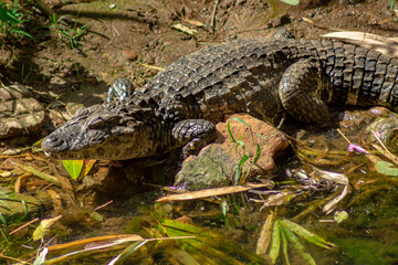 alligator in the swamp