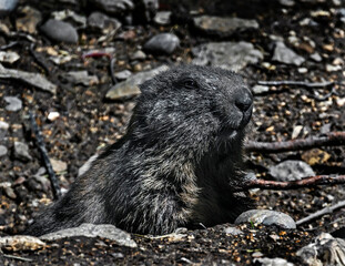Marmot sitting near its hole. Latin name – Marmota marmota	