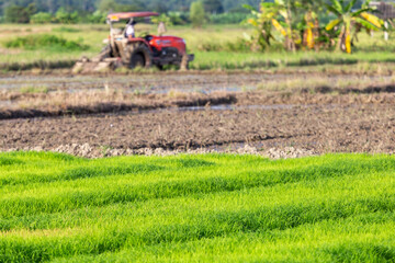selective focus Light green rice plants are growing in the fields. There is a tractor plowing the fields to grow rice. background image of young green rice and space for text above