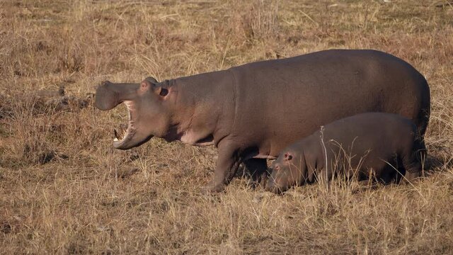 Hippopotamus mother yawns widely with massive jaws, her calf grazes on dry grass riverbank