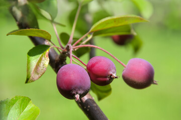 Miniapfel - Malus Appletini - Zweig Apfelbaum mit Früchten