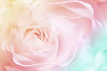 Fototapeta na wymiar Multi-colored air rose, rainbow colors, macro-festive background for a wedding invitation