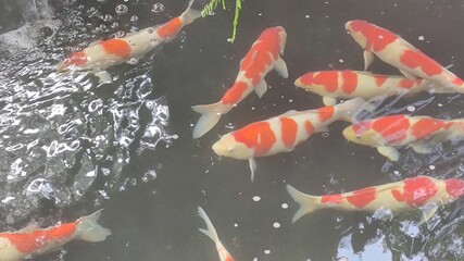 Many fancy carp fish in pond.