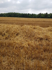 Harvest time, straw