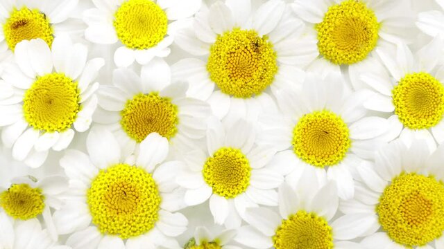 Wallpaper, background of daisies, camomiles, Flowers isolated background, Chamomile flowers