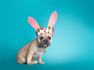 Adorable French Bulldog puppy, sitting up side ways wearing pink rabbit ear Easter hat. Looking towards camera. Isolated on turquoise background.