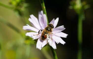 bee on chicory flower in the meadow